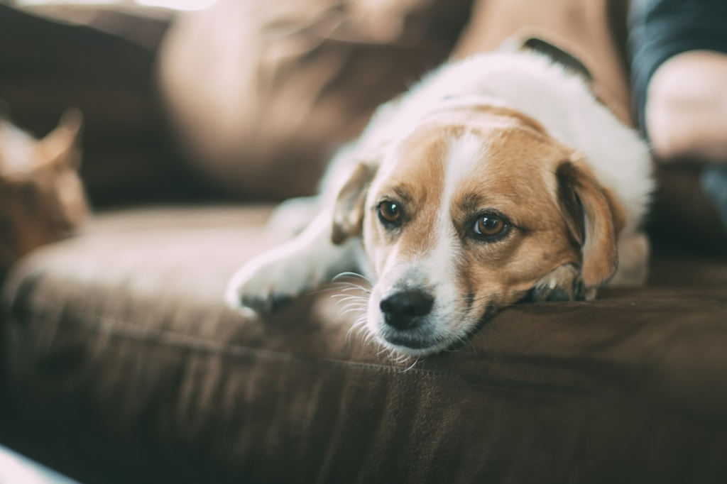 Köpek Kaka Torbaları Evcil Hayvan Sahipleri İçin Önemli Bir Araçtır
