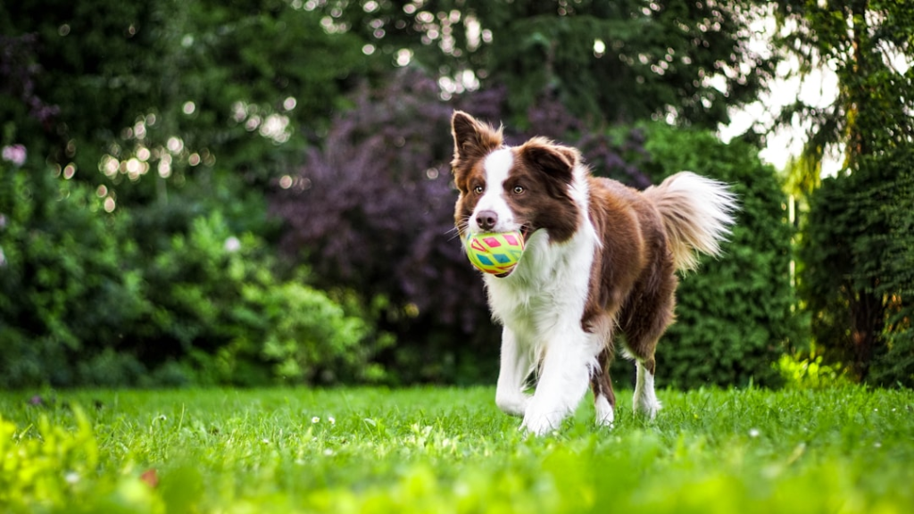 Köpek Kaka Torbaları