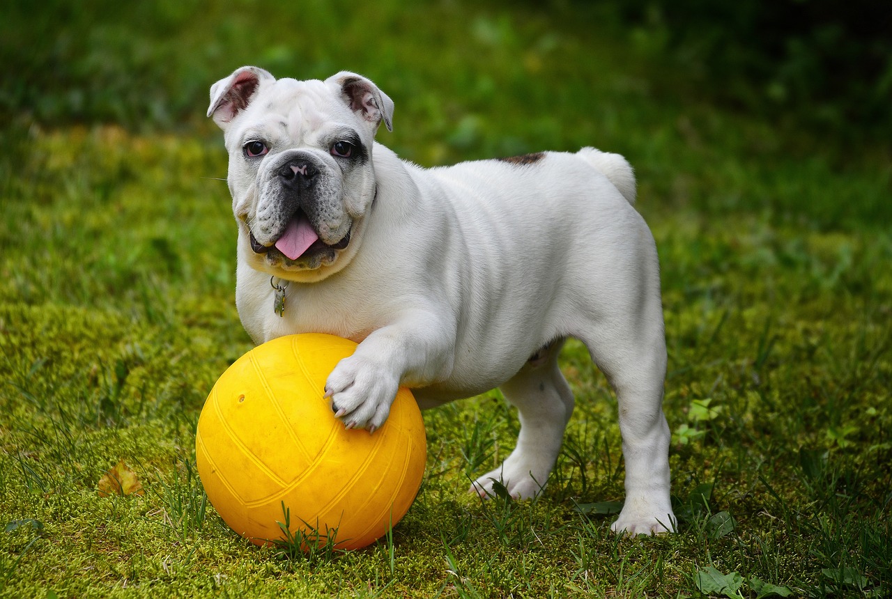 Suda Çözünür Köpek Kaka Torbaları ile Plastik Atıklara Veda Edin